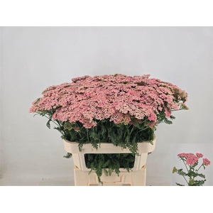 Achillea M Moneymaker