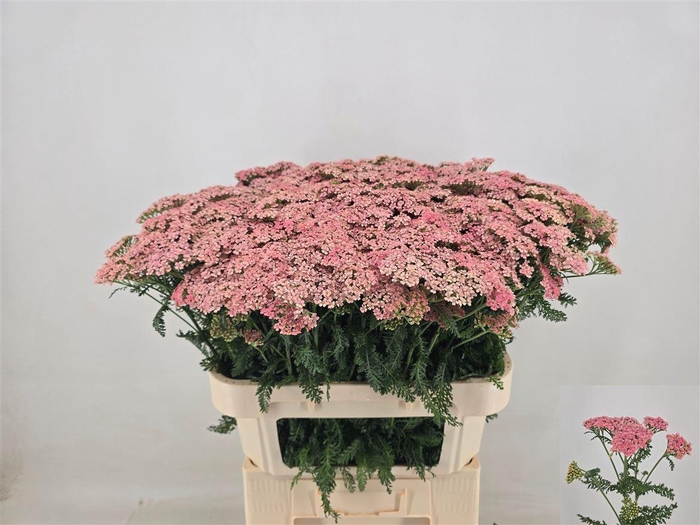 <h4>Achillea M Moneymaker</h4>
