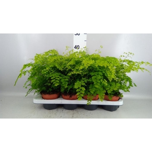 Adiantum raddi. 'Fragrans'