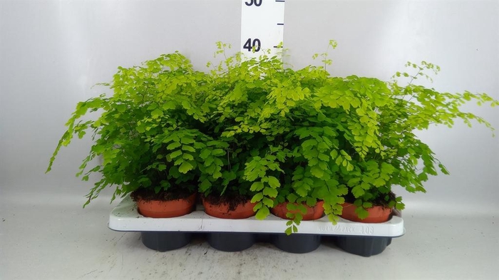 <h4>Adiantum raddi. 'Fragrans'</h4>