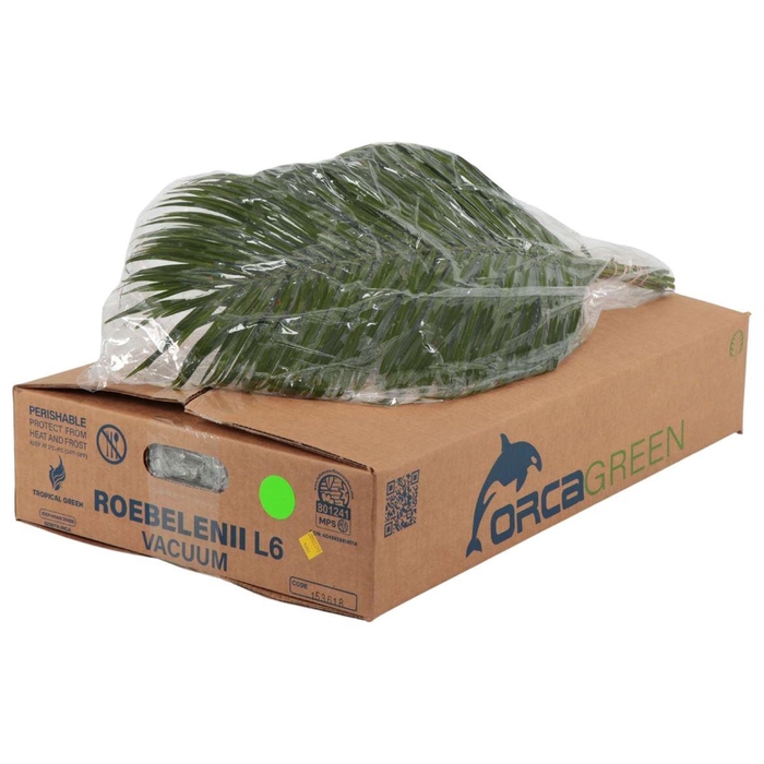 <h4>Roebelinii Vacuum Orca</h4>