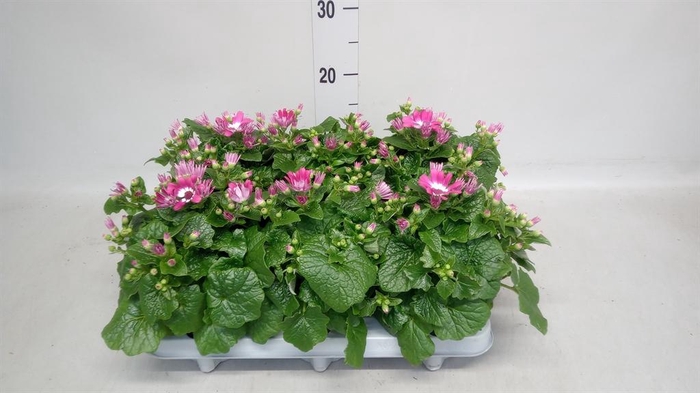 <h4>Senecio   ...</h4>