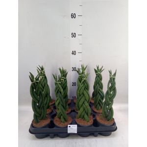 Sansevieria cyl.  ...