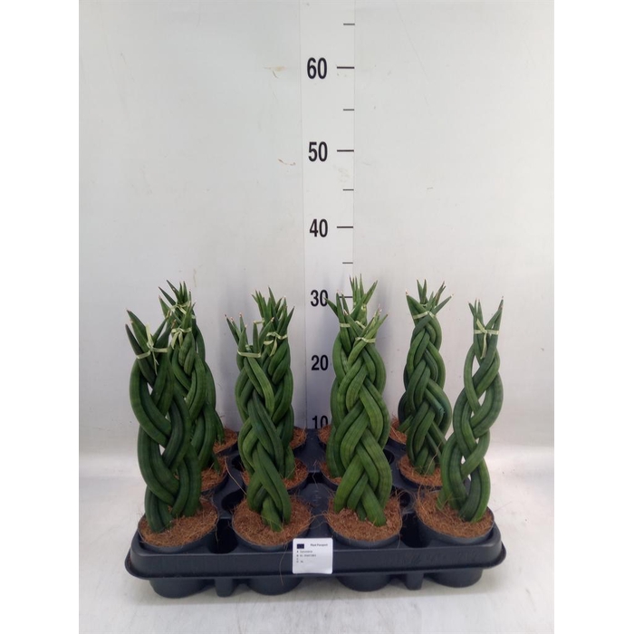 <h4>Sansevieria cyl. ...</h4>