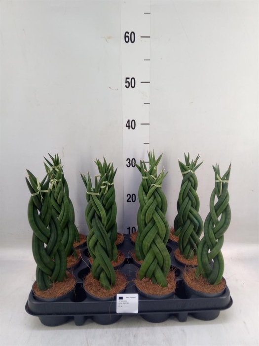 Sansevieria cyl.  ...