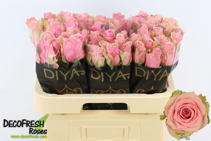 <h4>ROSA GR 'TANGO'</h4>