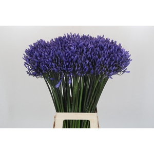 Agapanthus Dr Brouwer