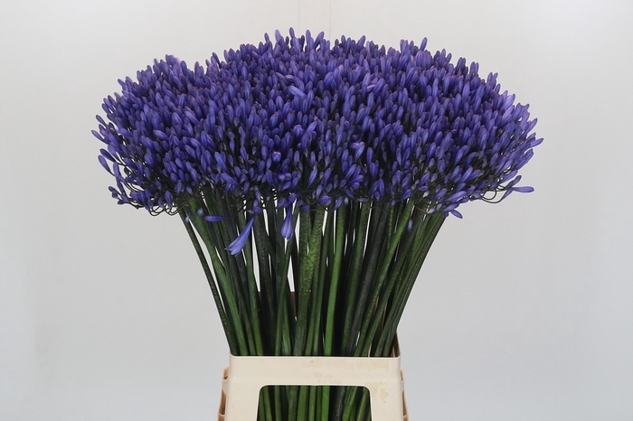 <h4>Agapanthus Dr Brouwer</h4>