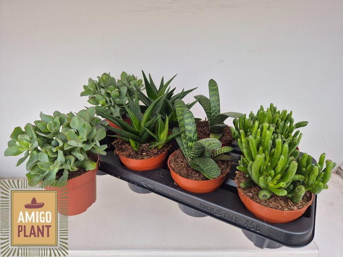 <h4>SUCC GEM 4 SRT</h4>