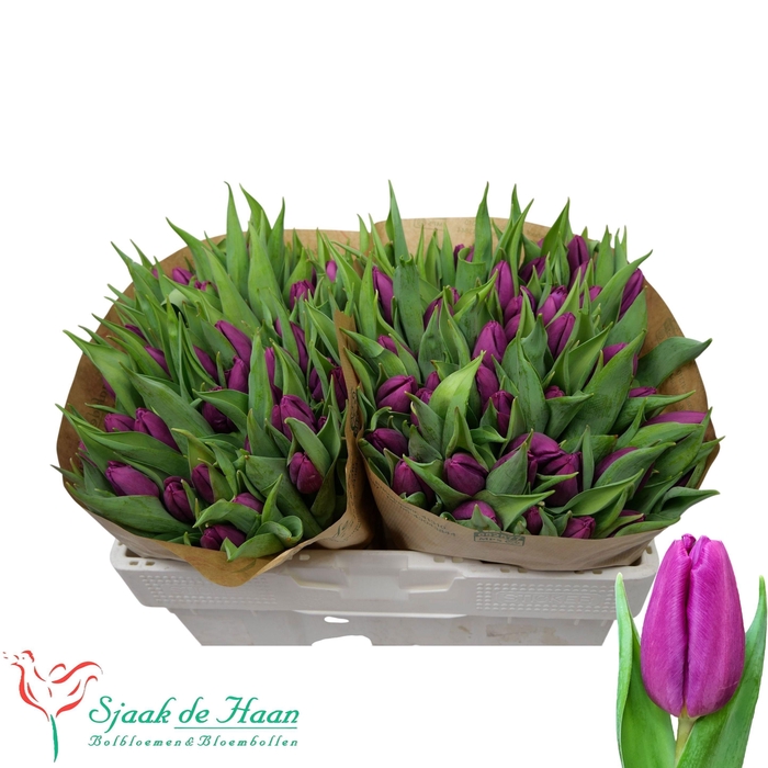 <h4>TU EN PURPLE PRINCE</h4>