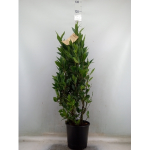 Laurus nobilis