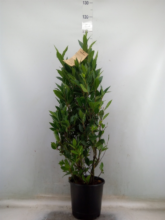<h4>Laurus nobilis</h4>