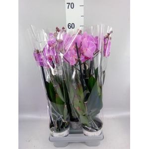 Phalaenopsis   ...mix