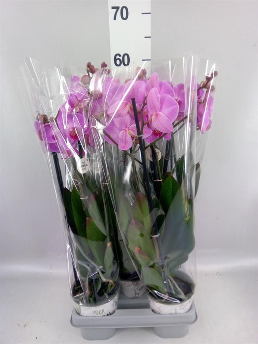 <h4>Phalaenopsis   ...mix</h4>