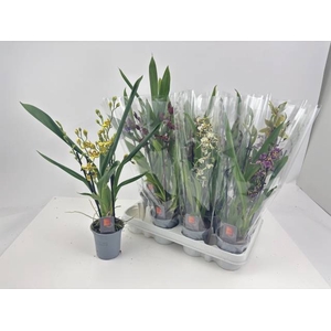ORCHIDEEEN GEM