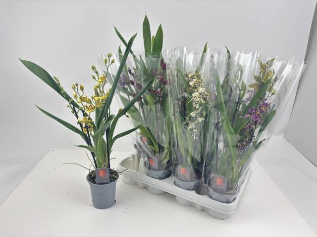 <h4>ORCHID MIX 2 TAK</h4>