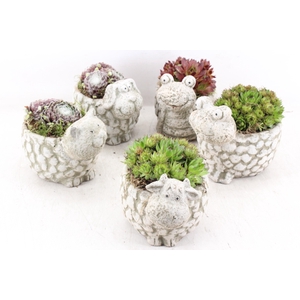 arr4 Semp PL - Dierenmix kl. 250/5