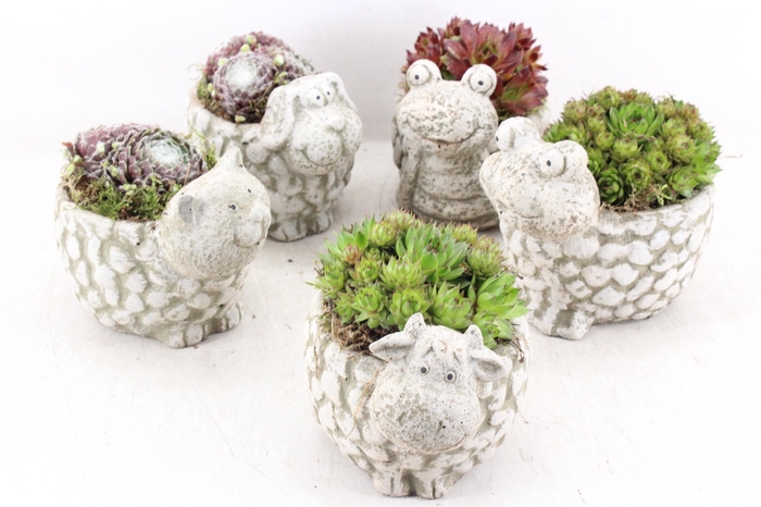 <h4>arr4 Semp PL - Dierenmix kl. 250/5</h4>