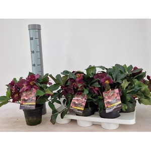 Helleborus Ice 15Ø 40cm 40 fl