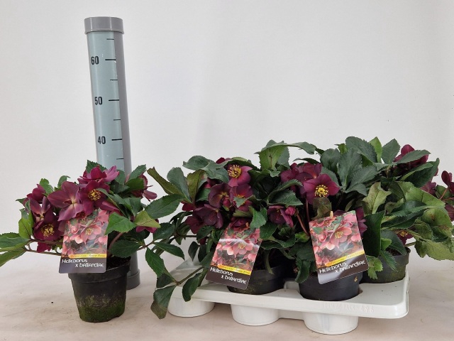 Helleborus Ice 15Ø 40cm 40 fl