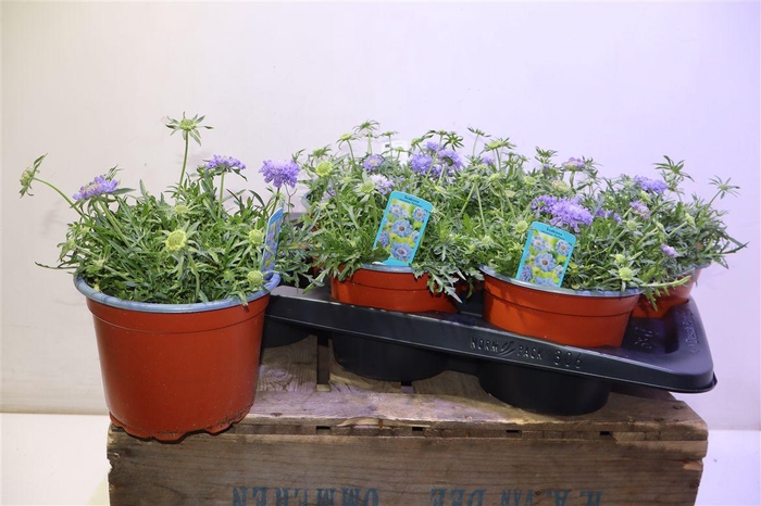 <h4>arr8 Scab Japonica</h4>