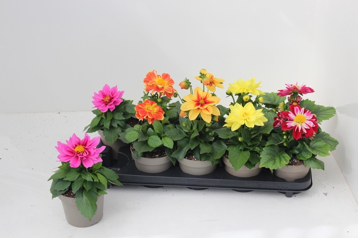 <h4>DAHL L ME GEM</h4>