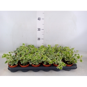 Hedera helix 'White Wonder'