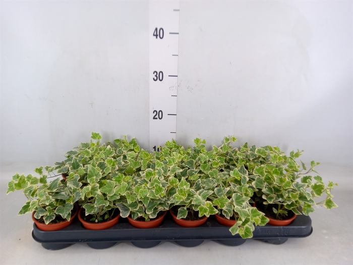 <h4>Hedera helix 'White Wonder'</h4>