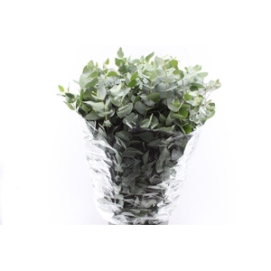 Euca Cinerea 400 Gram Extra It