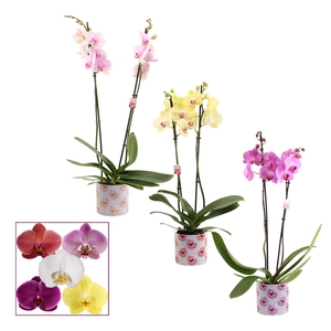 Phalaenopsis 2 tak 14+ mix in Nine (Bubblicious-collection)