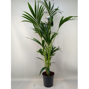Howea forsteriana