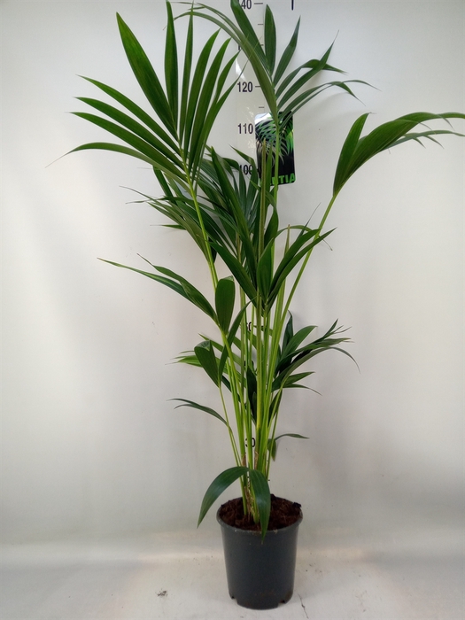 <h4>Howea forsteriana</h4>