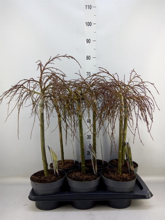 <h4>Salix arbuscula</h4>