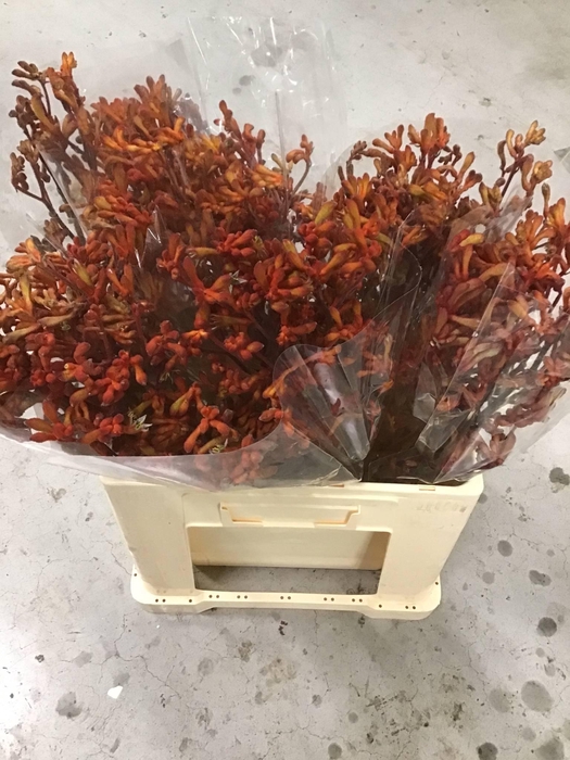 <h4>ANIGOZANTHOS GOLDEN GIRL*</h4>