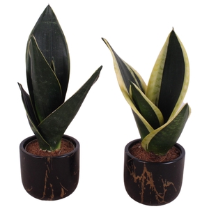 Sansevieria mix Ø09cm in Ø11cm Ceramic PL469