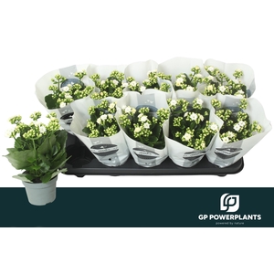 KAL GE PERFECTA WHIT