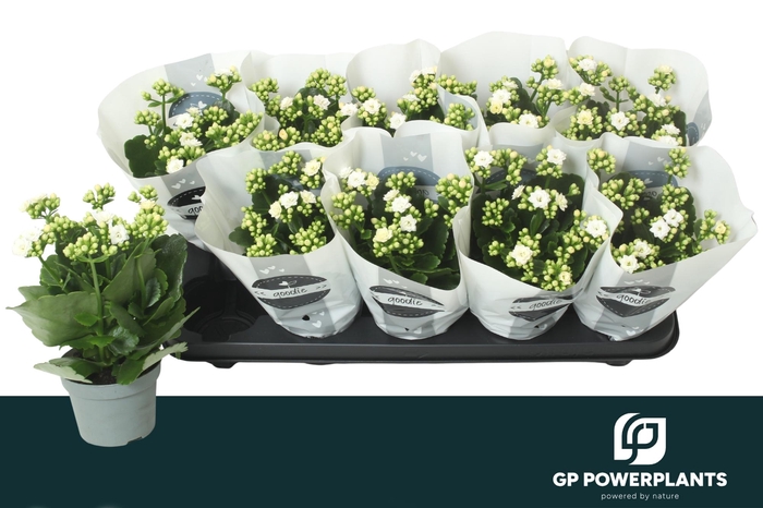 <h4>KAL GE PERFECTA WHIT</h4>