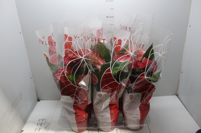 <h4>ANTHURIUM VARIADO P17</h4>