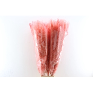 Dried Cortaderia Dadang Soft Pink 120cm P Stem