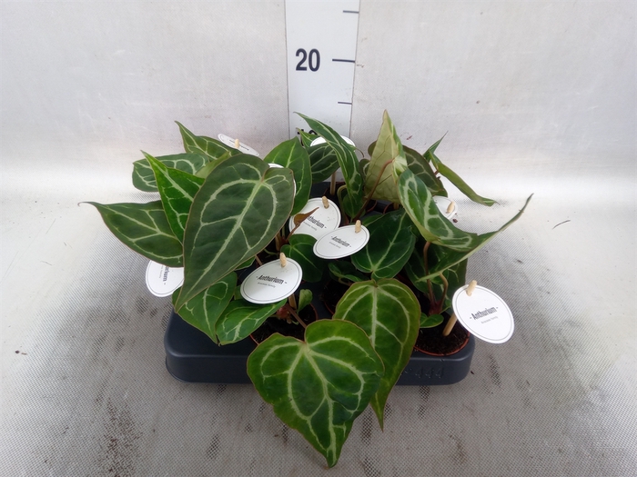 <h4>Anthurium   ...</h4>