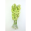 Dendro Green Sg