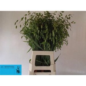 CHASMANTHIUM LATIFOL