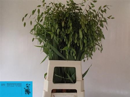 CHASMANTHIUM LATIFOL