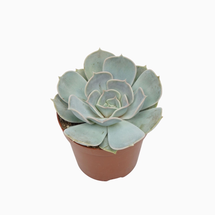 <h4>Echeveria lilacina</h4>