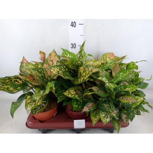 Aglaonema   ...