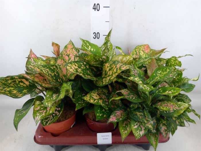 <h4>Aglaonema   ...</h4>