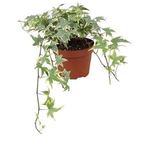 Hedera helix Yellow Ripple