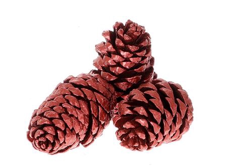 <h4>Pinecone Maritima 3 Pcs</h4>