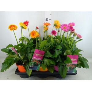 Gerbera  'Garvinea'   ...mix