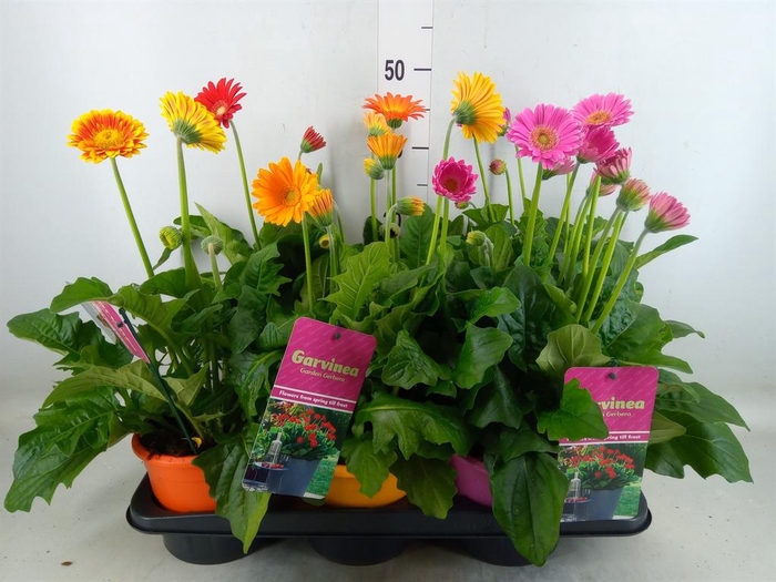 <h4>Gerbera  'Garvinea'   ...mix</h4>